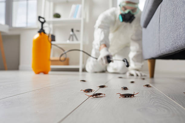 Trusted Cockroach Control service in Ville Platte, LA - Nex Pest Control